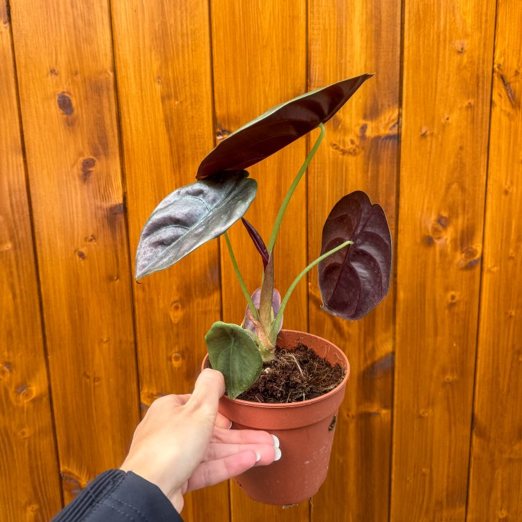 Alokázia cuprea (Alocasia cuprea) ´RED SECRET´ - výška 20-30 cm, kont. C1L